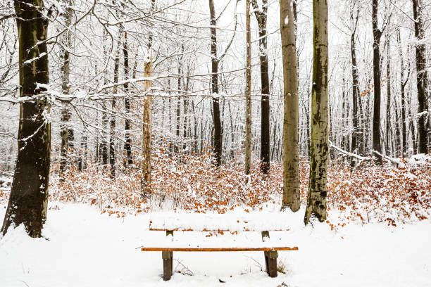 lege bank in het park tijdens een koude sneeuwdag - dry january stockfoto's en -beelden