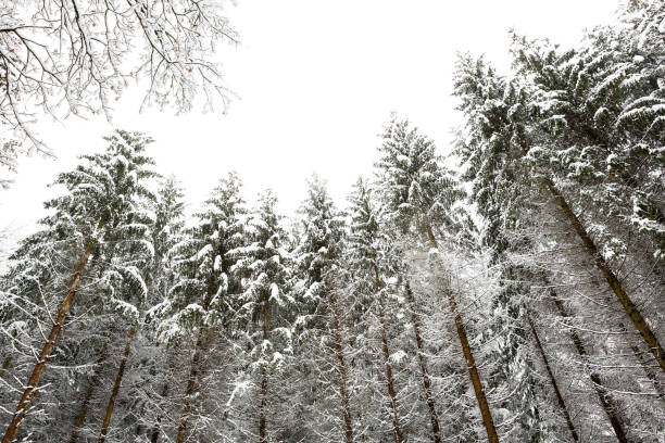 Tall pine trees during a cold winter season day