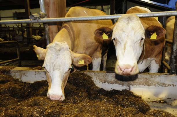 istock Animal feeding in the cowshed 1301294085