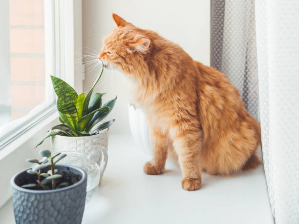 istock Cute ginger cat sniffs indoors plants. Flower pots with Crassula and Sansevieria. Fluffy pet smells succulent plants on white window sill. Peaceful botanical hobby. Gardening at home. 1301295189