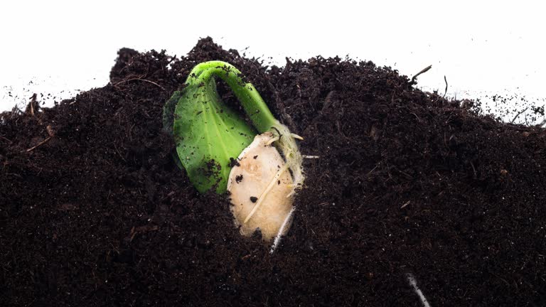 Germination of growing pumpkin's roots from a plant's seed underground in time lapse