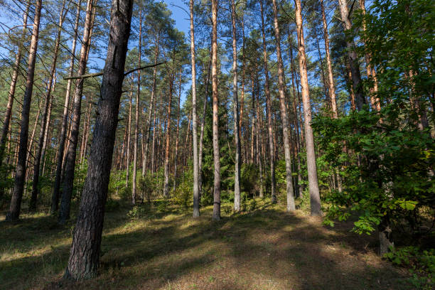 istock mixed forest in the autumn season 1301297640