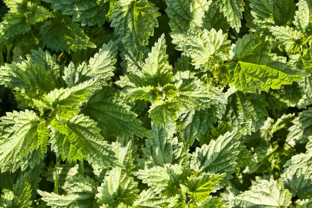 green new and young nettles that can hurt and burn human skin