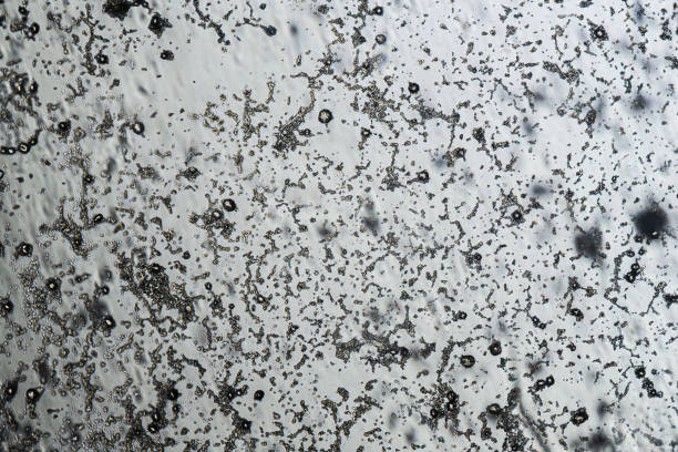istock Mold spores under the light microscope, orange peel mold, magnification 100 times 1301297877