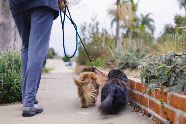 istock Low Angle view of Long haired Dachshunds Walking 1301298981