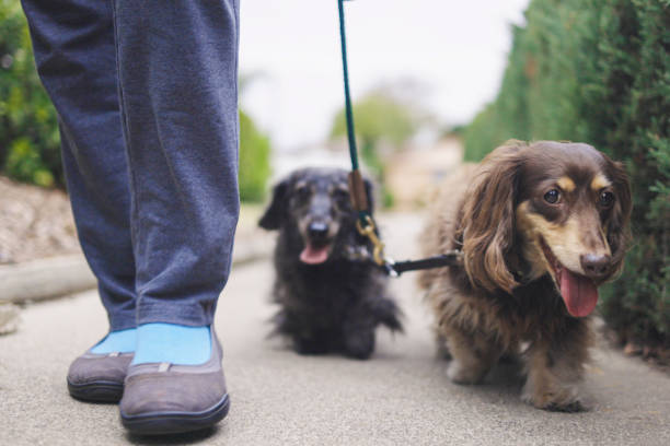 istock Low Angle view of Long haired Dachshunds Walking 1301299024