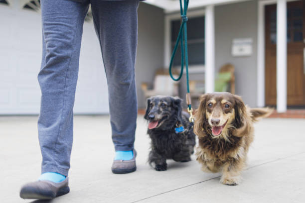 istock Low Angle view of Long haired Dachshunds Walking 1301299029
