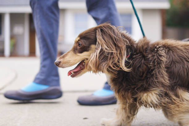 istock Low Angle view of Long haired Dachshunds Walking 1301299033