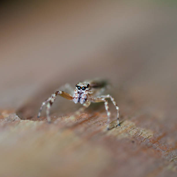 jumping spider - white animal eye arachnid australia imagens e fotografias de stock