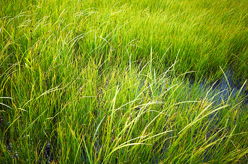 Green thai rice are grain and Ready to harvest.