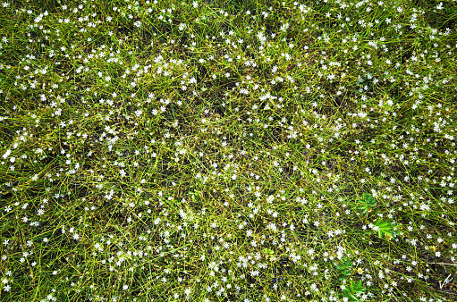 A lot of small white wild flowers on green grass