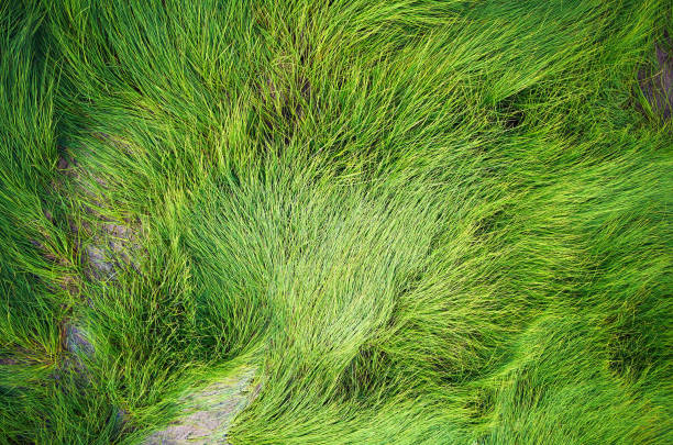 lying in the wind long blades of grass leaves texture background - long leaf grass blade of grass imagens e fotografias de stock