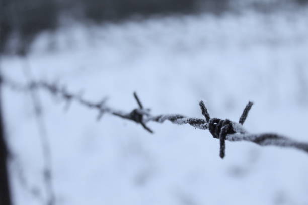 un alambre de púas corroído en el que las heladas habían atrapado. nieve en el fondo. escarcha en alambre de púas. - winter wire barbed wire protection fotografías e imágenes de stock