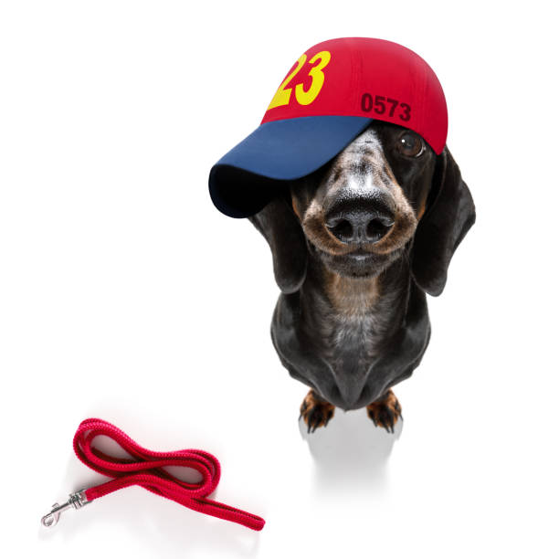 istock cool baseball cap urban dog 1301302966