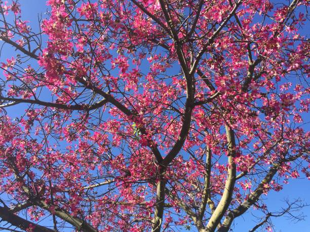 istock South Coast Botanical Gardens 1301305056