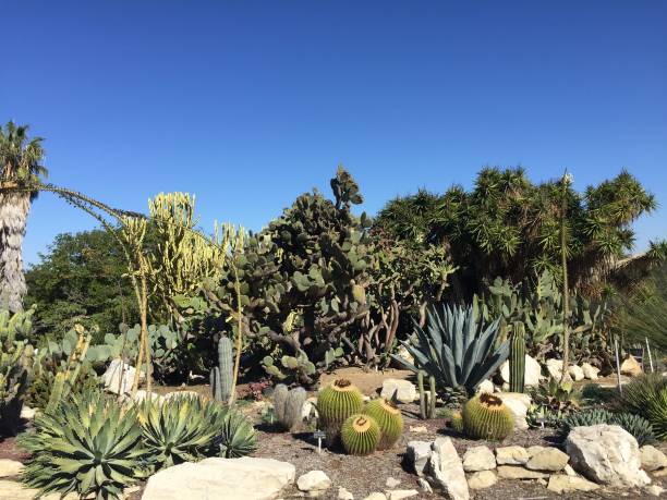 istock South Coast Botanical Gardens 1301305225