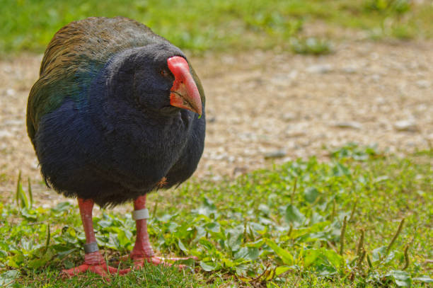 istock Takahe, endangered New Zealand bird 1301305862