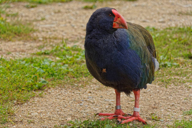 istock Takahe, endangered New Zealand bird 1301305864