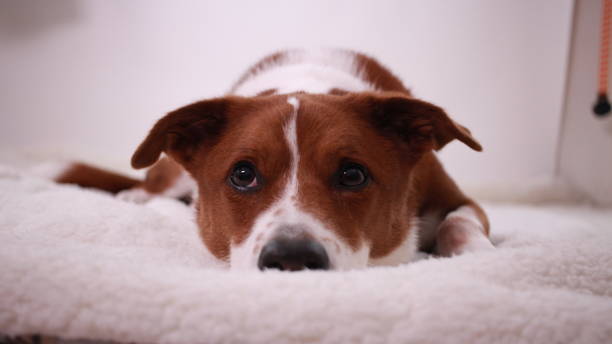 istock Brown and white terrier border collie mix dog 1301306018