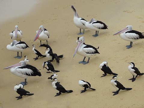 Pelicans and Cormorants hanging about on a beach on the Great Barrier Reef.
