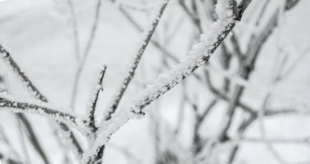 plan rapproché des branches couvertes des cristaux de neige et de glace, beau paysage d’hiver - winter close up nature macro photos et images de collection