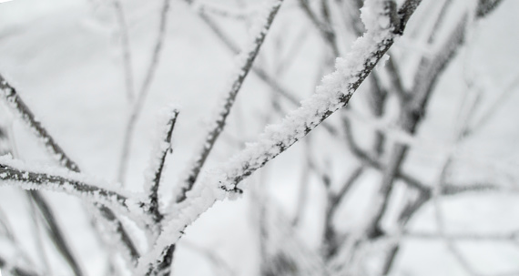 Close-up of branches covered with snow and ice crystals, beautiful winter landscape.
