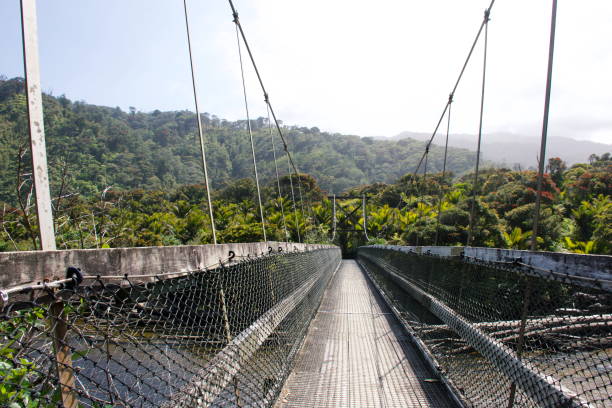 istock Heaphy Track Landscape - Kohaihai River Bridge 1301310625