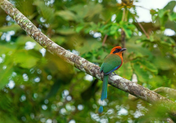 istock Rufous Motmot Tropical Bird 1301315581