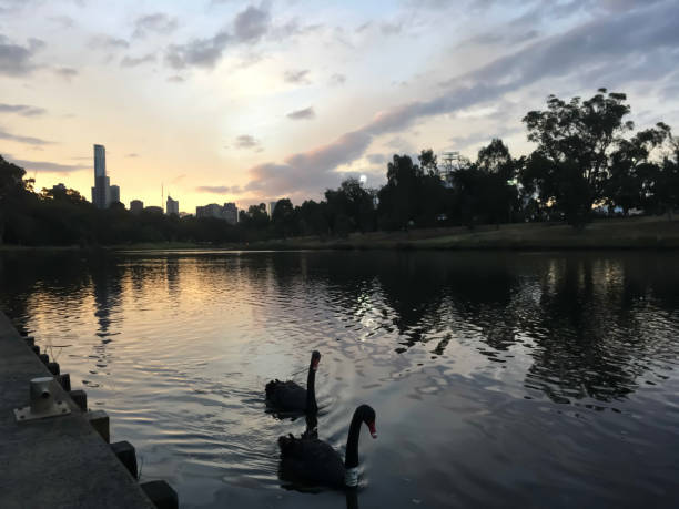 istock sunset on an urban lake and swans 1301317271