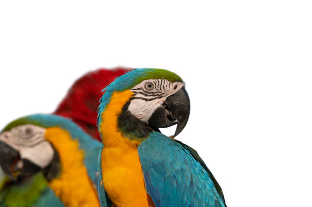 istock Beautiful of macaw isolated on white background 1301320104