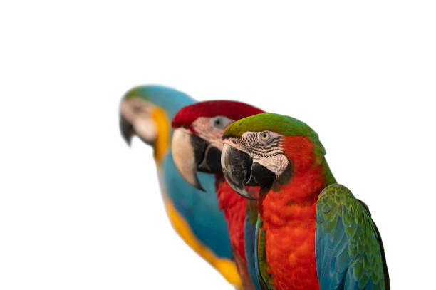 istock Beautiful of macaw isolated on white background 1301320105