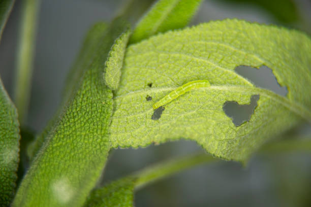 A leaf eaten by bugs close up. High quality photo
