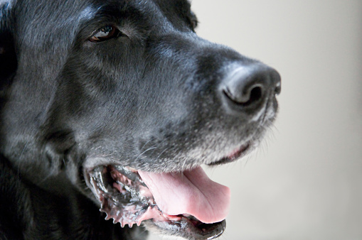 Senior Blank Labrador