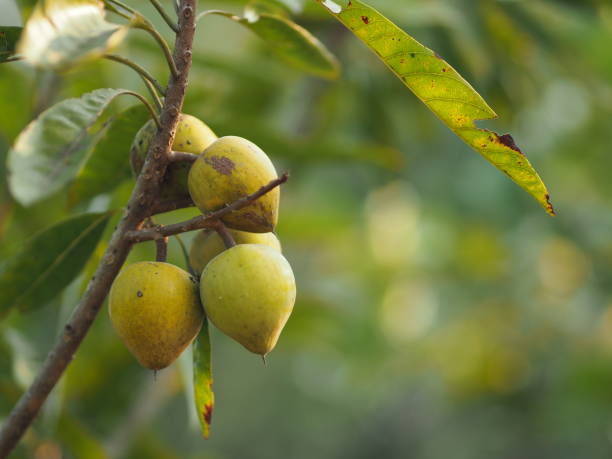 istock peach yellow fruit on tree in garden on blurred of nature background 1301321962