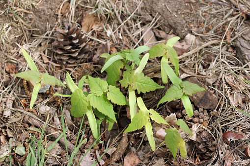 Sycamore, Acer pseudoplatanus, tree seedlings newly emerged in a conifer woodland in spring with a background of conifer leaves, cones and soil.
