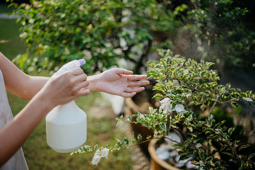 Close up of hand of an Asian woman spraying water on plant leaves at home