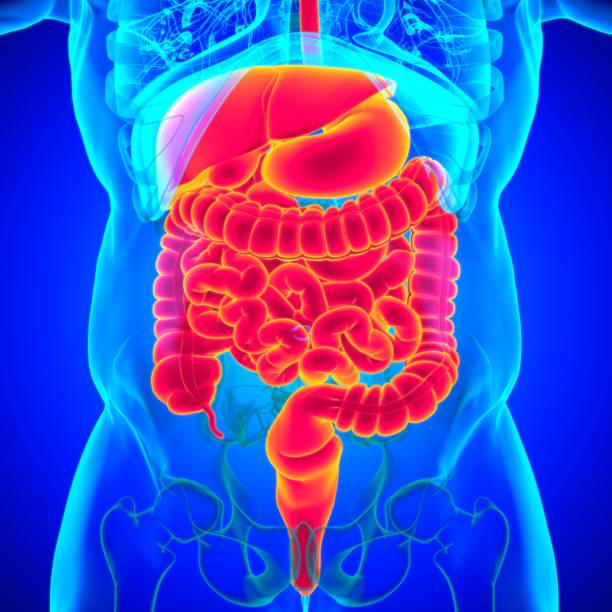 istock Human Digestive System Anatomy For Medical Concept 3D 1301323850