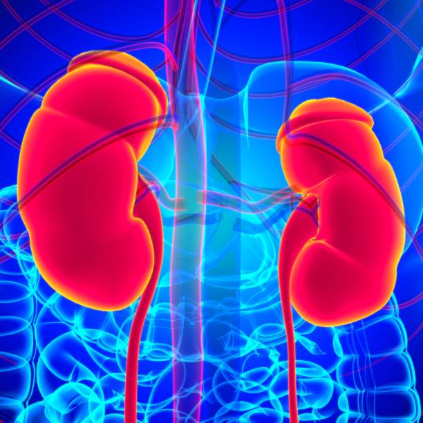 istock Human Urinary System Kidneys with Bladder Anatomy For Medical Concept 3D Rendering 1301324571