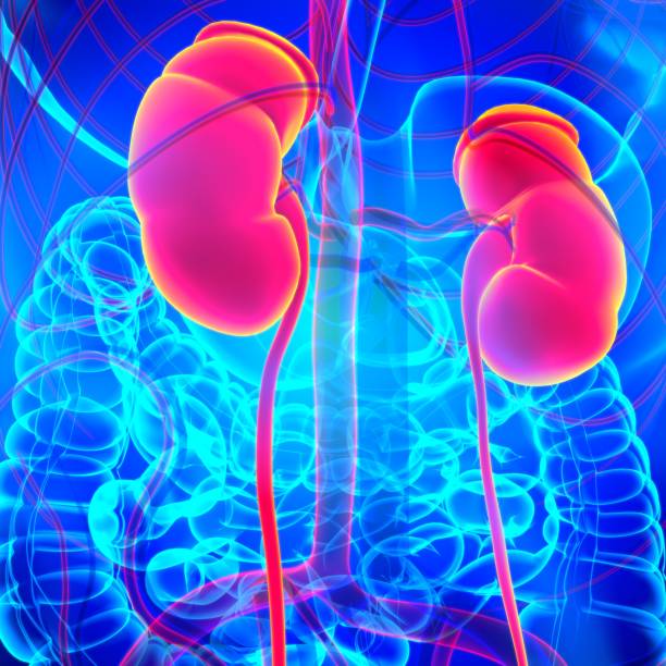 istock Human Urinary System Kidneys with Bladder Anatomy For Medical Concept 3D 1301324614
