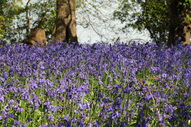 Spring woodland with bluebell flowers