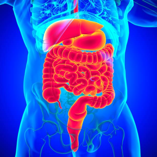 istock Human Digestive System Anatomy For Medical Concept 3D Rendering 1301325426