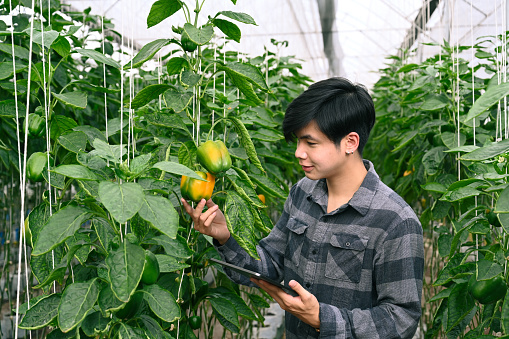 Young farmer man using digital tablet examining the growth of plants in the greenhouse farm.