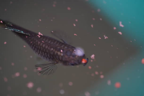 istock Guppy fish swimming inside a pond 1301325743