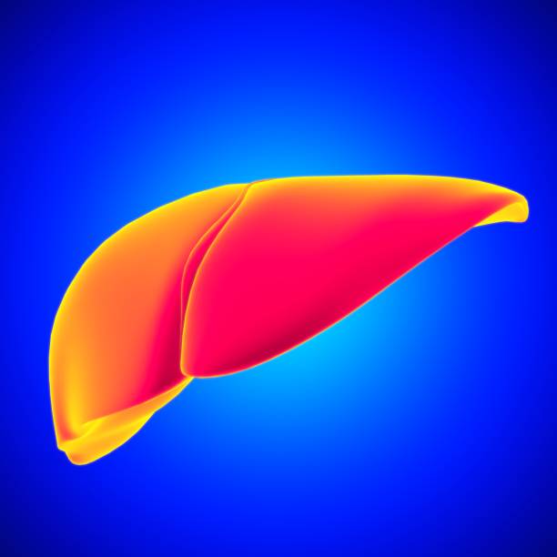 istock Liver 3D Illustration Human Digestive System Anatomy 1301325950