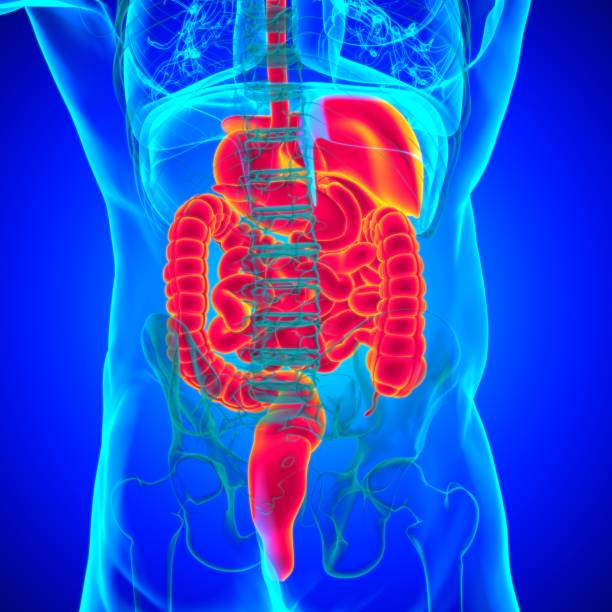 istock Human Digestive System Anatomy For Medical Concept 3D Rendering 1301326671