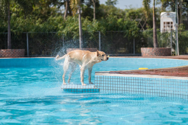 istock Labrador retriever playing in the pool 1301326823