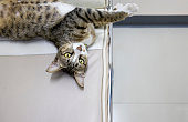 weibliche-kurze-haare-hauskatze.jpg?b=1&s=170x170&k=20&c=SxxAD9XfwJJXgTf-zvqIpRYrdw9Ouff3-Dw4xzgV7Fk=
