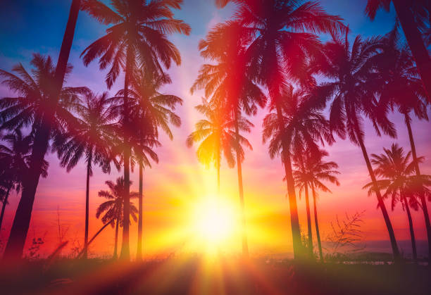 istock Silhouette coconut palm trees on beach at sunset. Vintage tone. 1301329236