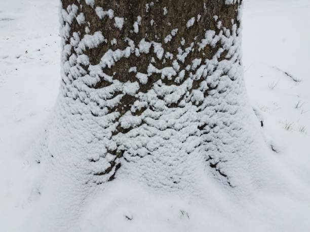 istock white snow at base of tree with bark in winter 1301330547
