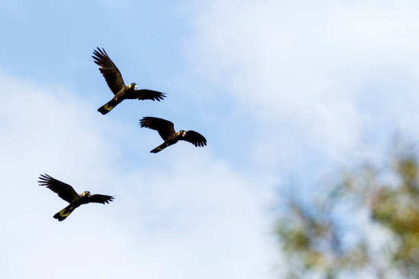 istock Yellow-Tailed Black Cockatoos (Zanda funerea) 1301331565